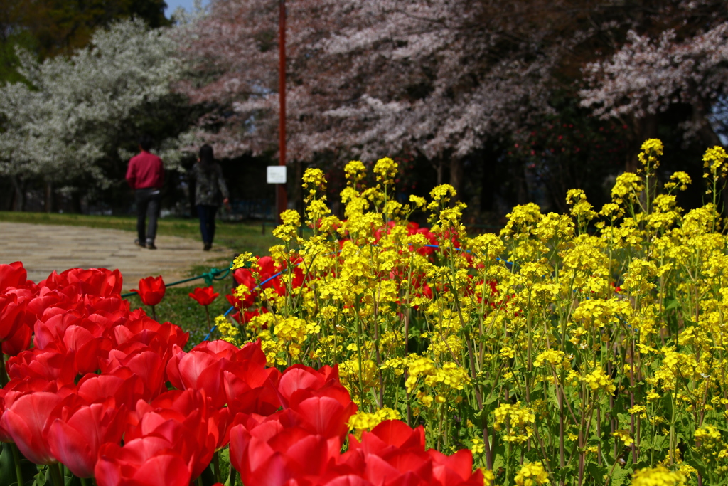 チューリップと菜の花