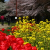 チューリップと菜の花