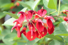 アメリカデイゴ