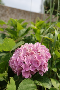 紫陽花