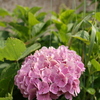 紫陽花