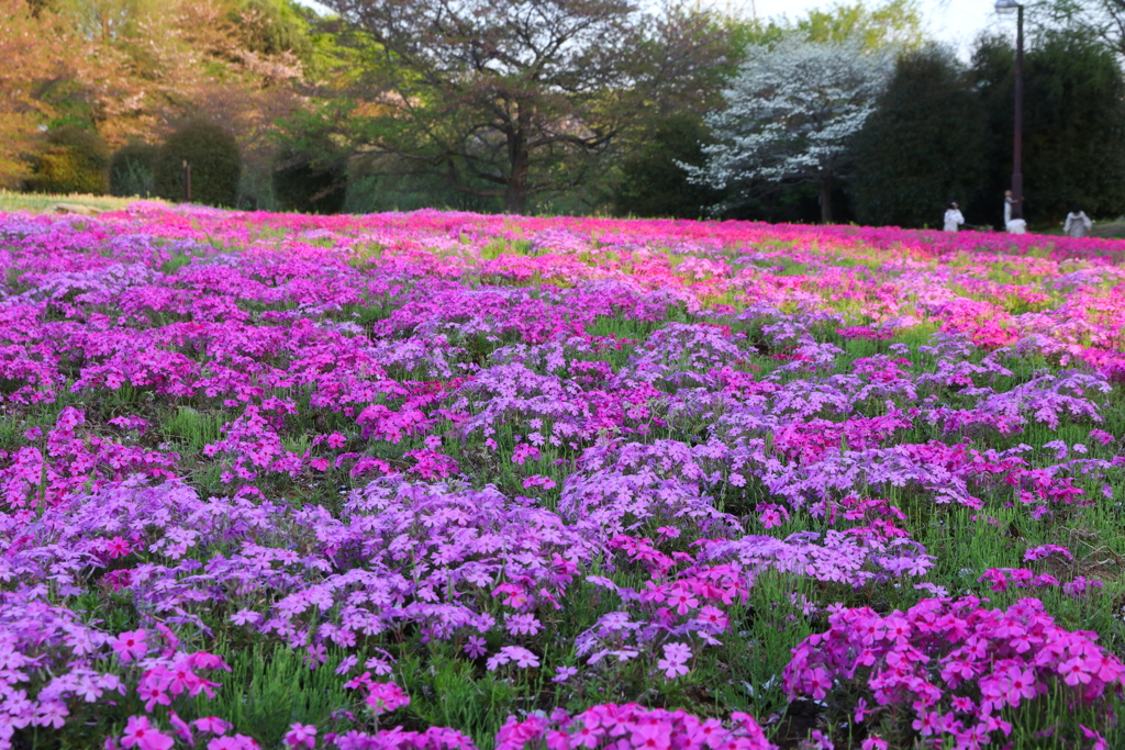 芝桜
