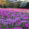 芝桜