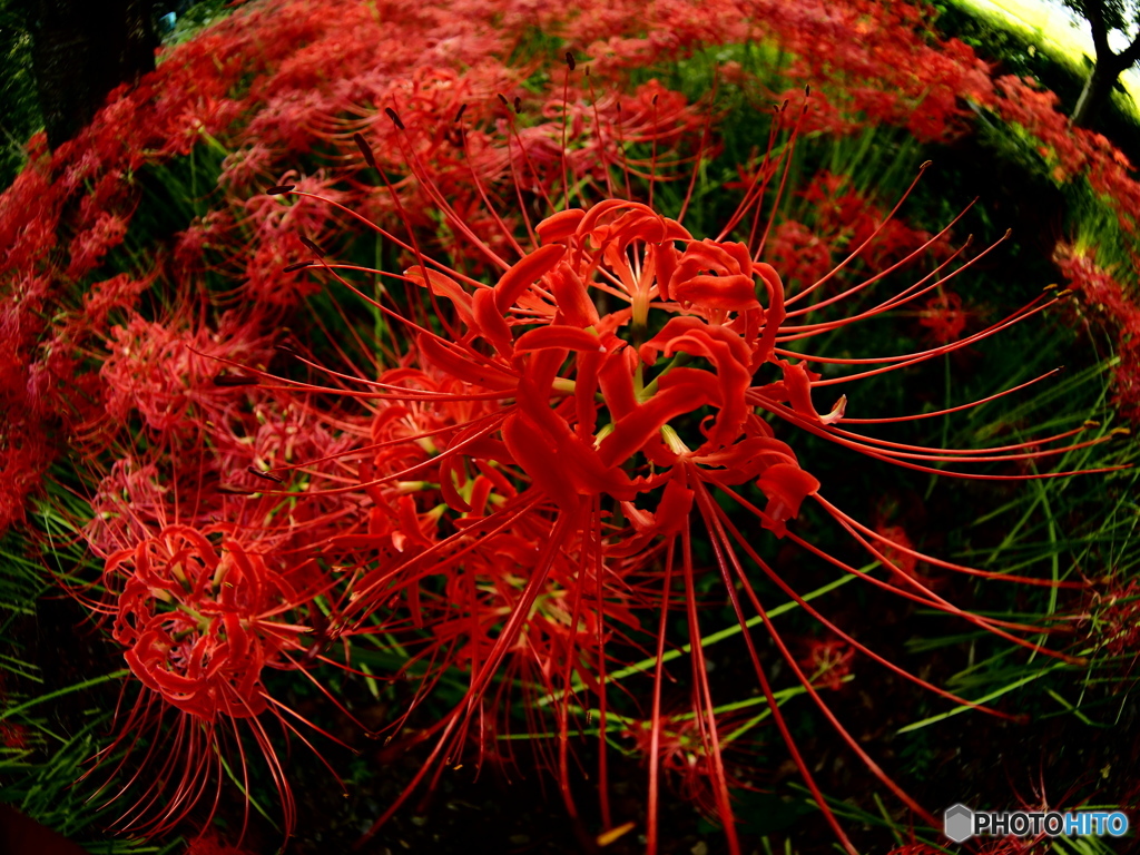 曼珠沙華