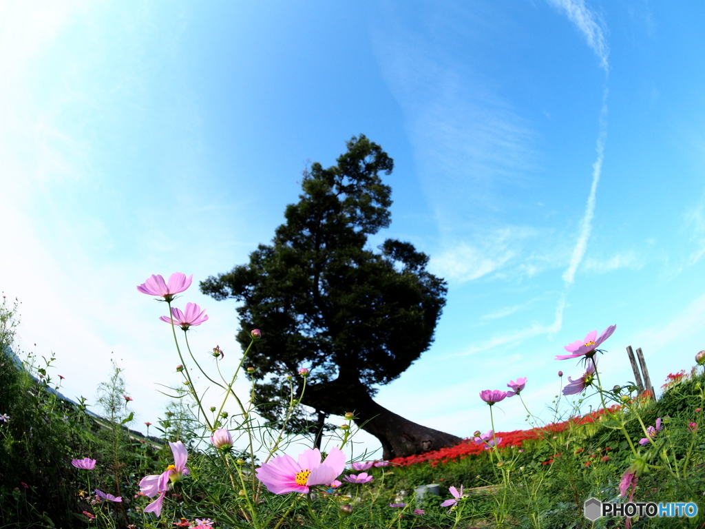 秋桜　神の宿る樹