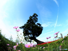 秋桜　神の宿る樹