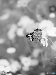 秋桜 