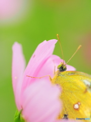 秋桜