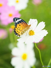 秋桜