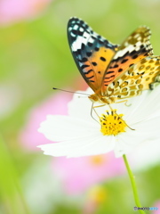 秋桜