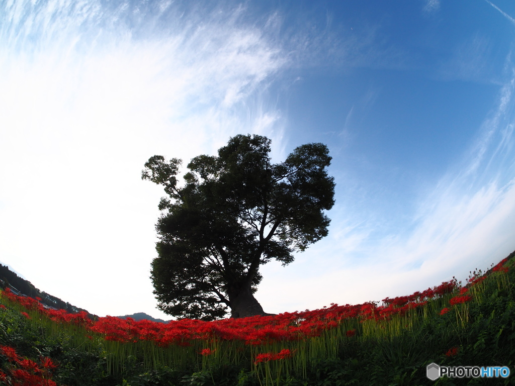 曼珠沙華　神の宿る樹