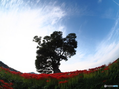 曼珠沙華　神の宿る樹