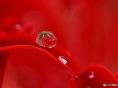 曼珠沙華