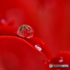 曼珠沙華