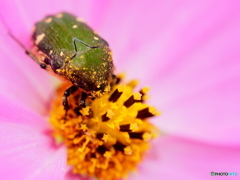 秋桜