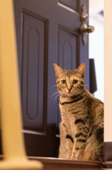 猫カフェ