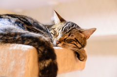 猫カフェ3
