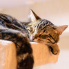 猫カフェ3