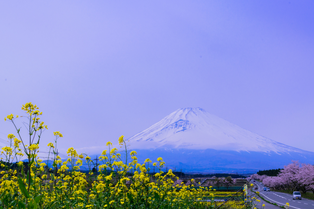 菜の花、桜、富士山
