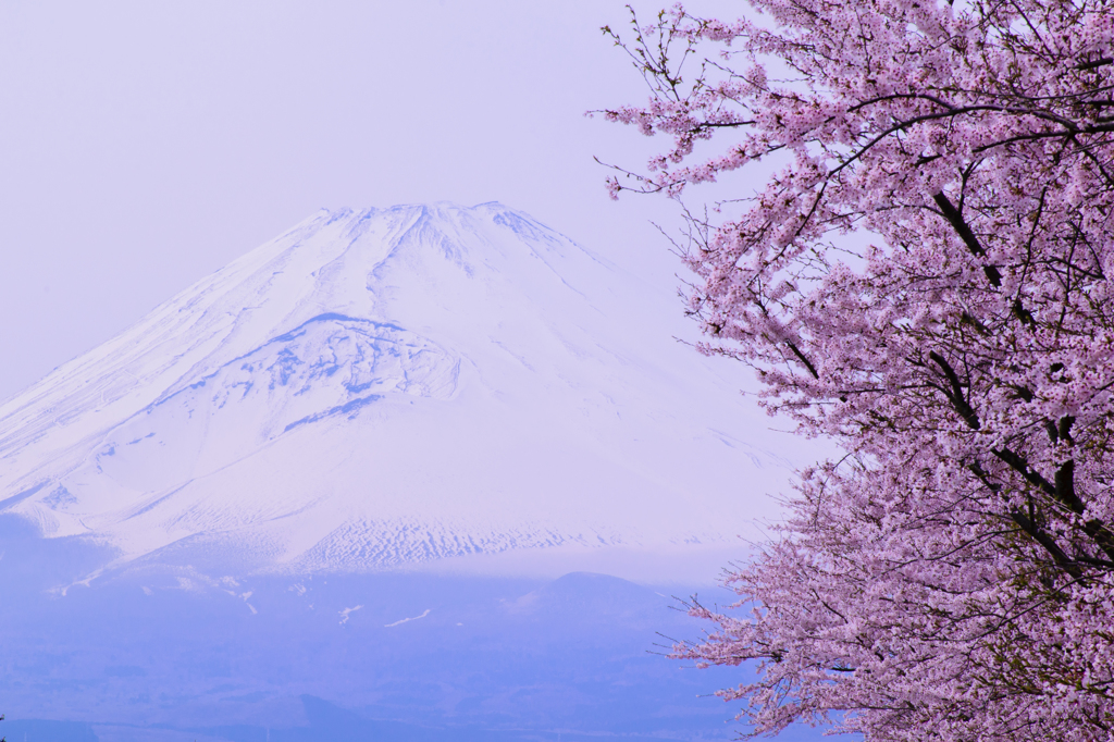 桜、富士山