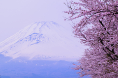 桜、富士山