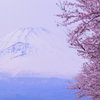 桜、富士山