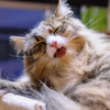 猫カフェ2