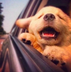 Cute-Dog-6