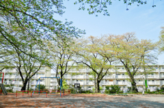葉桜の公園