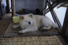 わさお