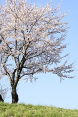 笊川の土手桜