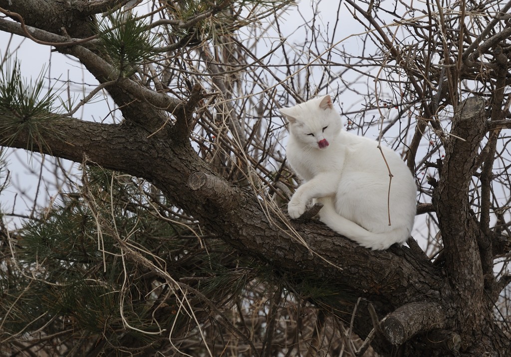 鯵ケ沢の猫
