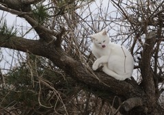 鯵ケ沢の猫