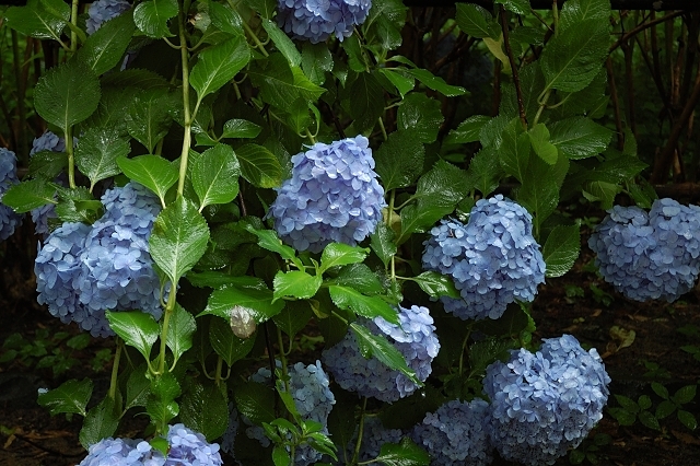 梅雨の紫陽花小路