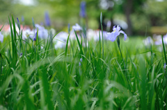 iris