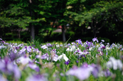 菖蒲園