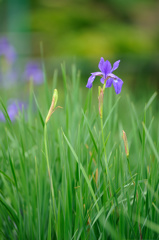 iris