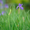 iris