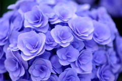 紫陽花