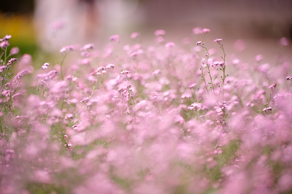 Forget me not