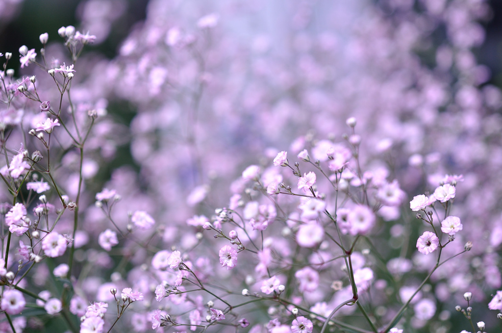 霞草