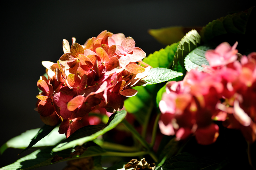 紫陽花