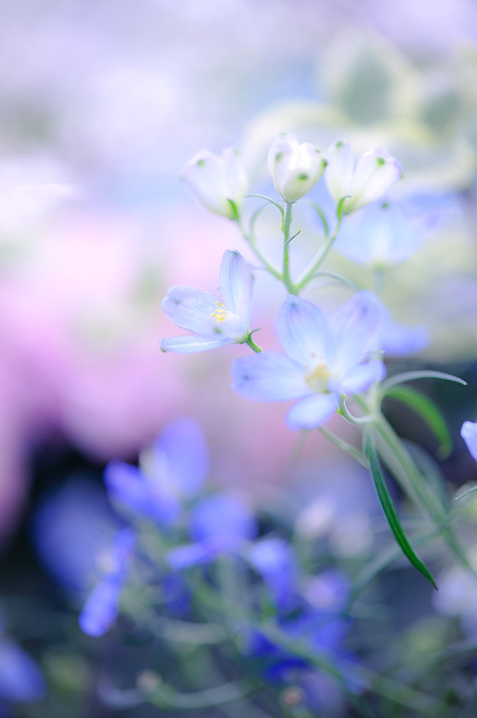 青い花