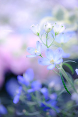 青い花