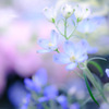 青い花