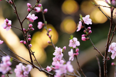 ももの花