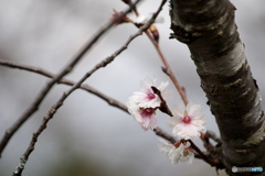 Winter Cherry