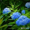 6月の花