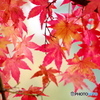 Akiiro