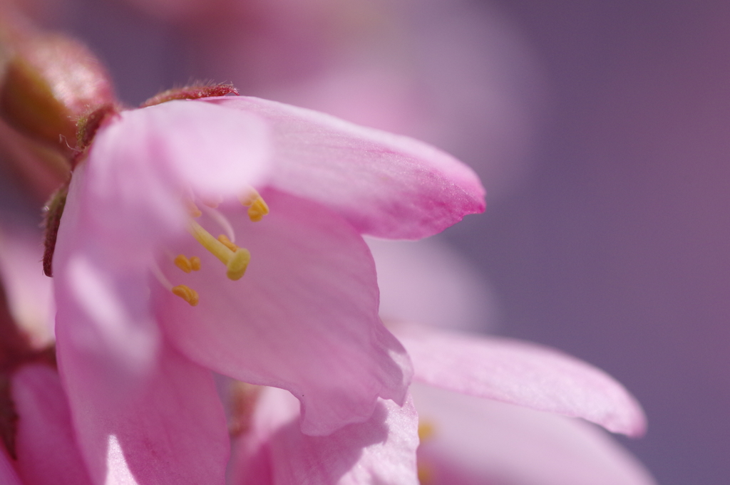 しだれ桜